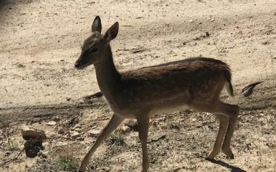 El Pardo en Madrid. Excursión con niños sin salir de Madrid