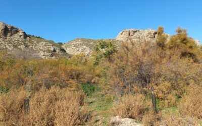 Recorrido con niños por el Soto de las Juntas de Rivas-Vaciamadrid