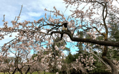 Almendros en flor en el parque de la Quinta de los Molinos