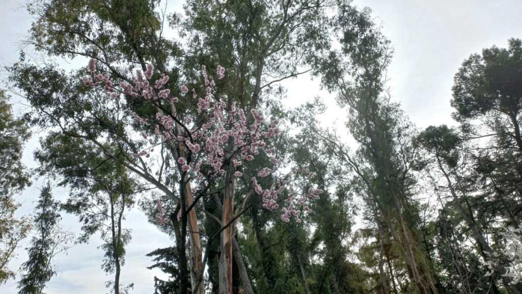 parque quinta de los molinos y los almendros en flor