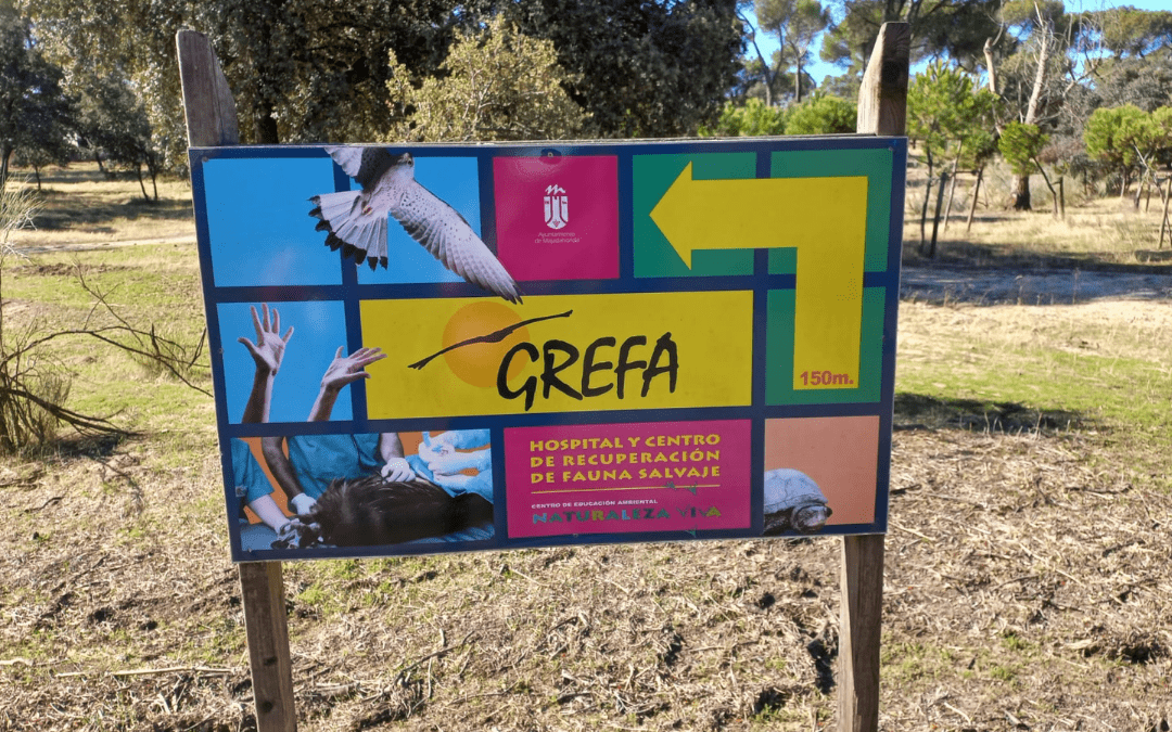 Visitamos GREFA, el centro de recuperación de aves en Madrid