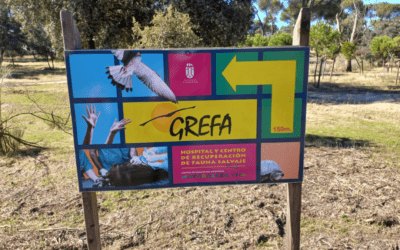 Visitamos GREFA, el centro de recuperación de aves en Madrid