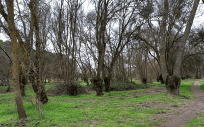 Ruta con niños por el área recreativa El Sotillo en Villaviciosa de Odón