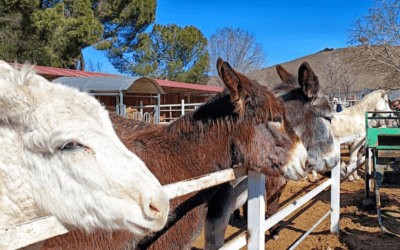 Un día en Burrolandia en familia