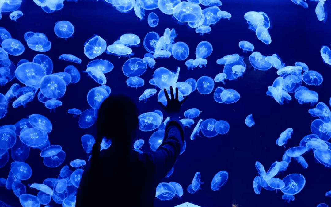 Déjate sorprender y vive la experiencia de Atlantis Aquarium Madrid