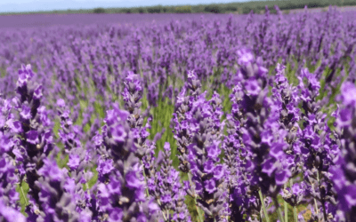 Campos de lavanda en Brihuega, un placer para los cinco sentidos