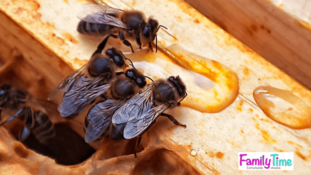 apicultor con apiventura