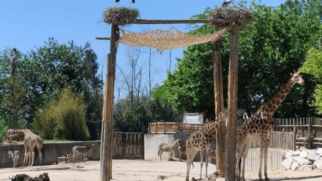 jirafas en el zoo aquarium de madrid