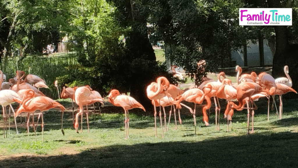 flamencos en el zoo de madrid