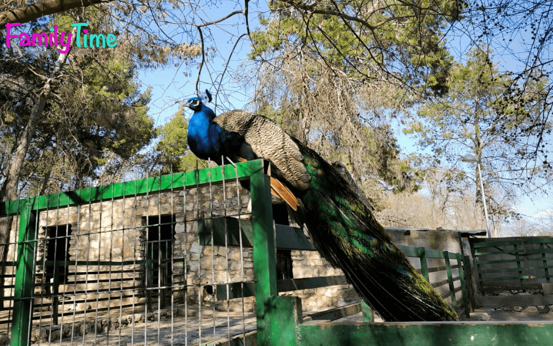 zoo de guadalajara