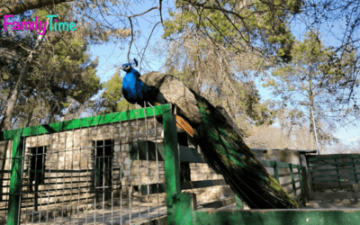 Zoo de Guadalajara. Plan en familia a una hora de Madrid