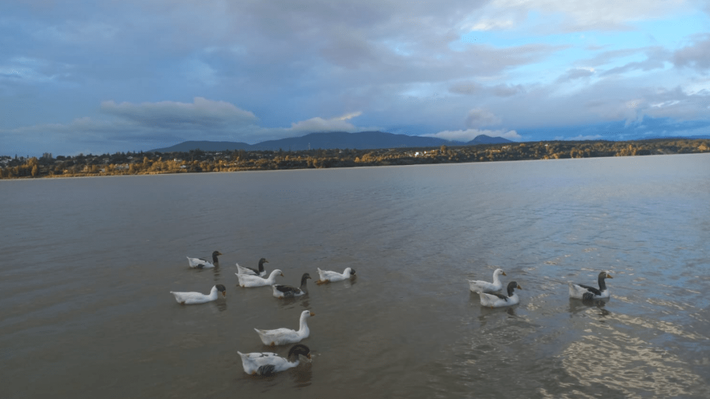 aves en el embalse cazalegas