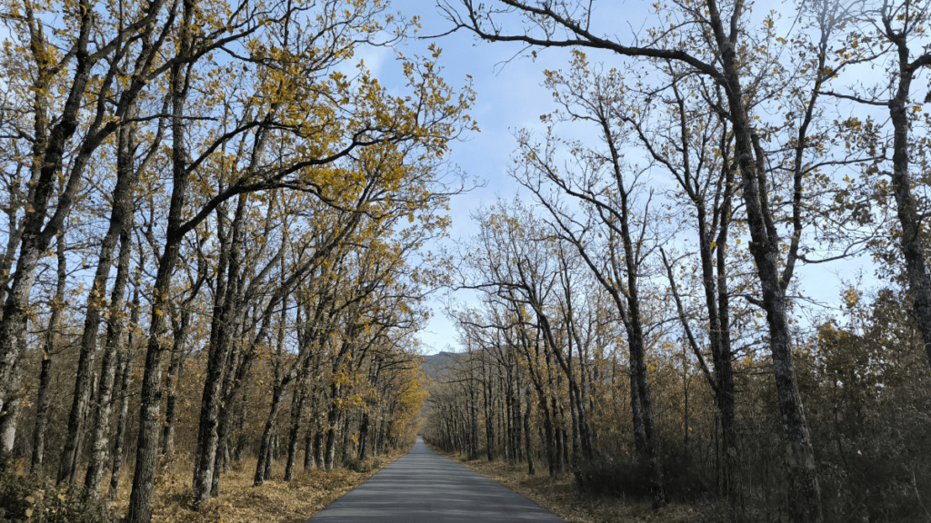 camino al hayedo de la pedrosa