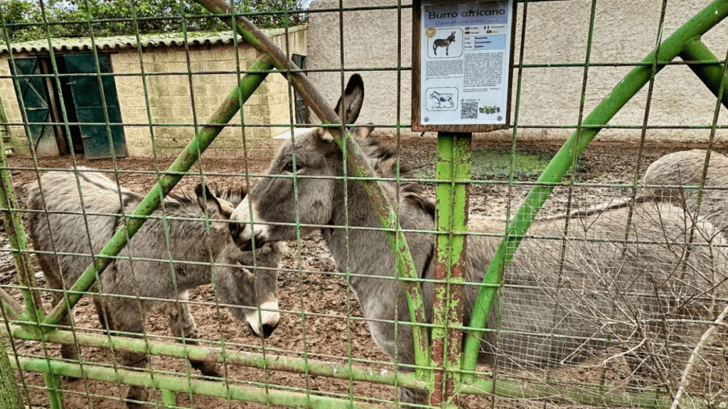 animales en zoo de koki