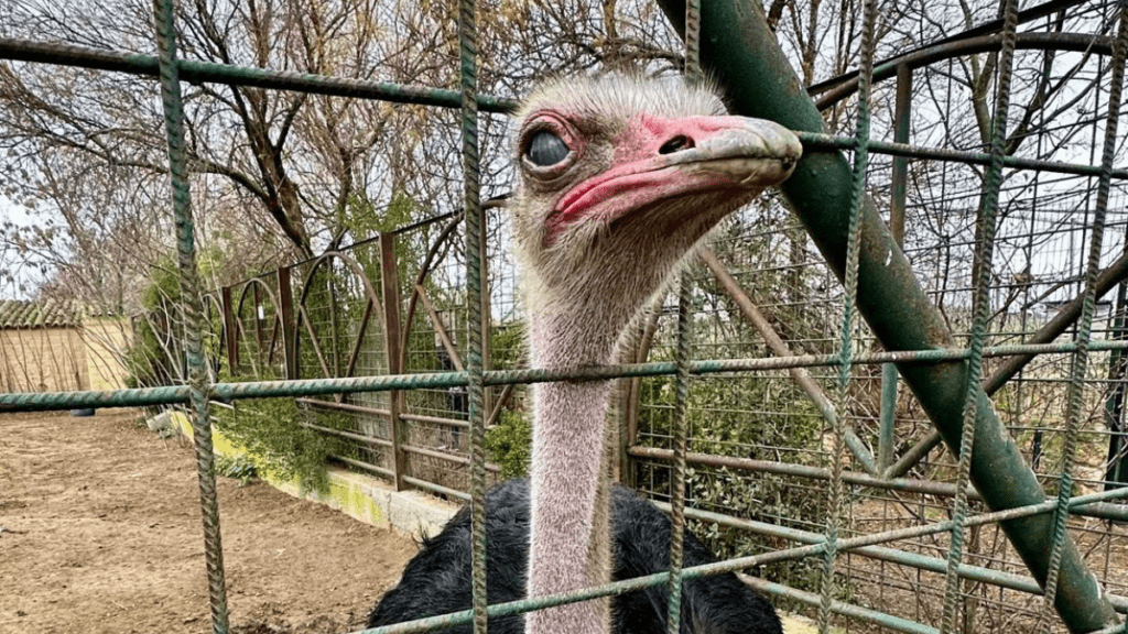 el zoo de koki en toledo